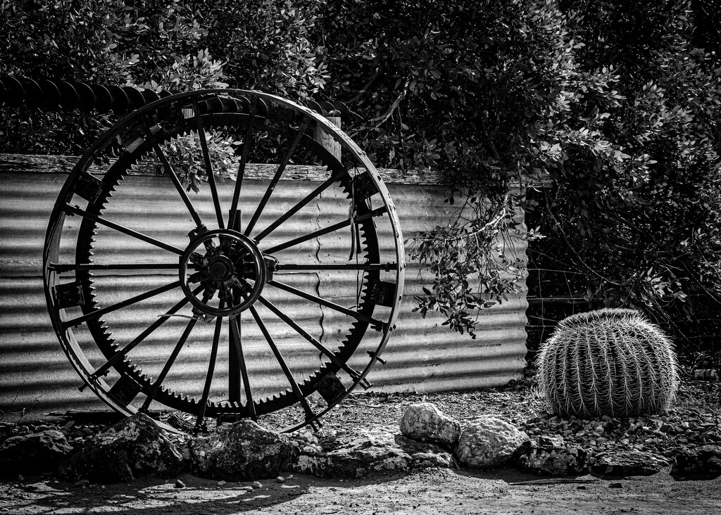 Cactus with wheel by nannasgotitgoingon