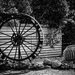 Cactus with wheel