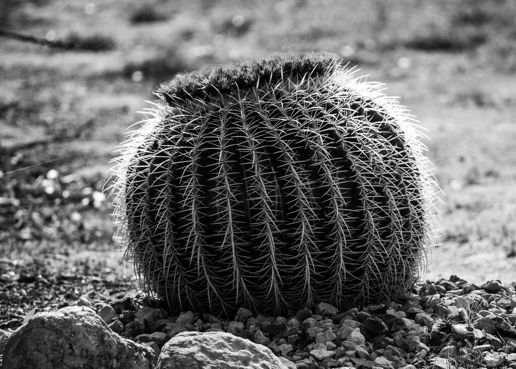 Cactus by nannasgotitgoingon