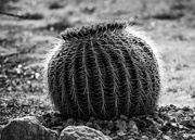 10th Sep 2024 - Cactus