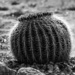 Cactus by nannasgotitgoingon