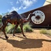 Coco - The Dromedary Camel IMG_3052 by merrelyn