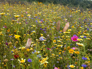 10th Sep 2024 - The Power of Flowers