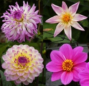 10th Sep 2024 - Dahlias