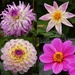 Dahlias by fishers