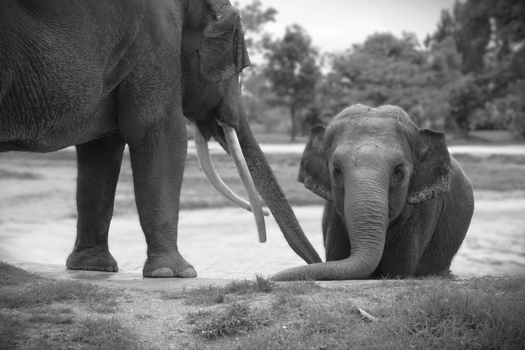 Elephants by photohoot