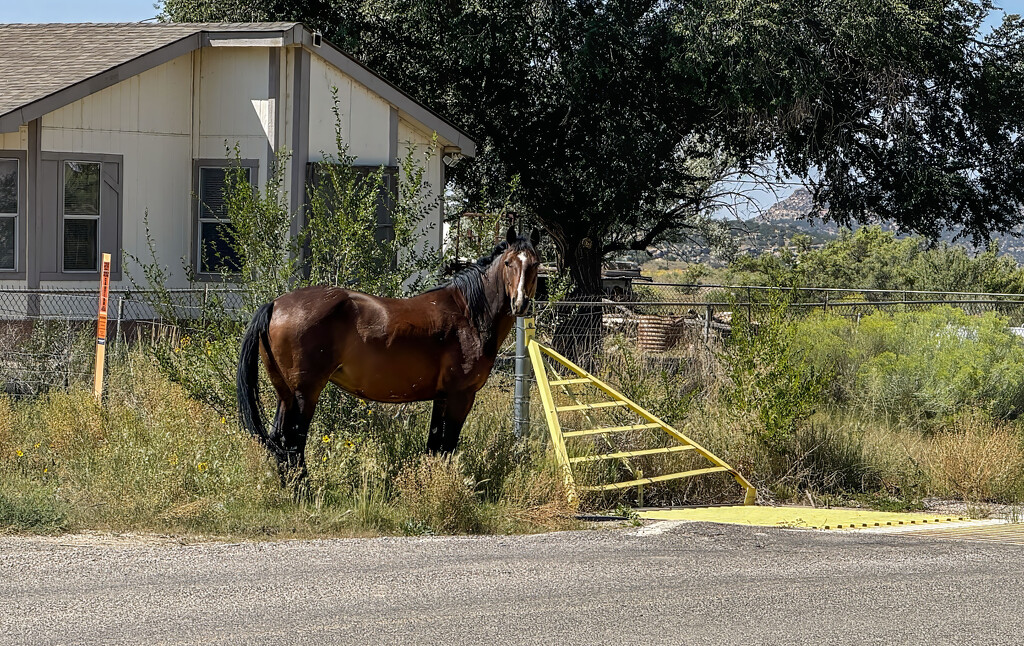 Foiled Escape by jeffjones