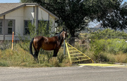 7th Sep 2024 - Foiled Escape