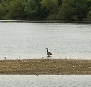 10th Sep 2024 - Canada Goose