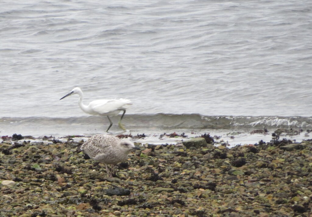 Little egret by felicityms