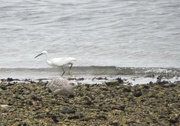 10th Sep 2024 - Little egret