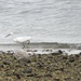 Little egret