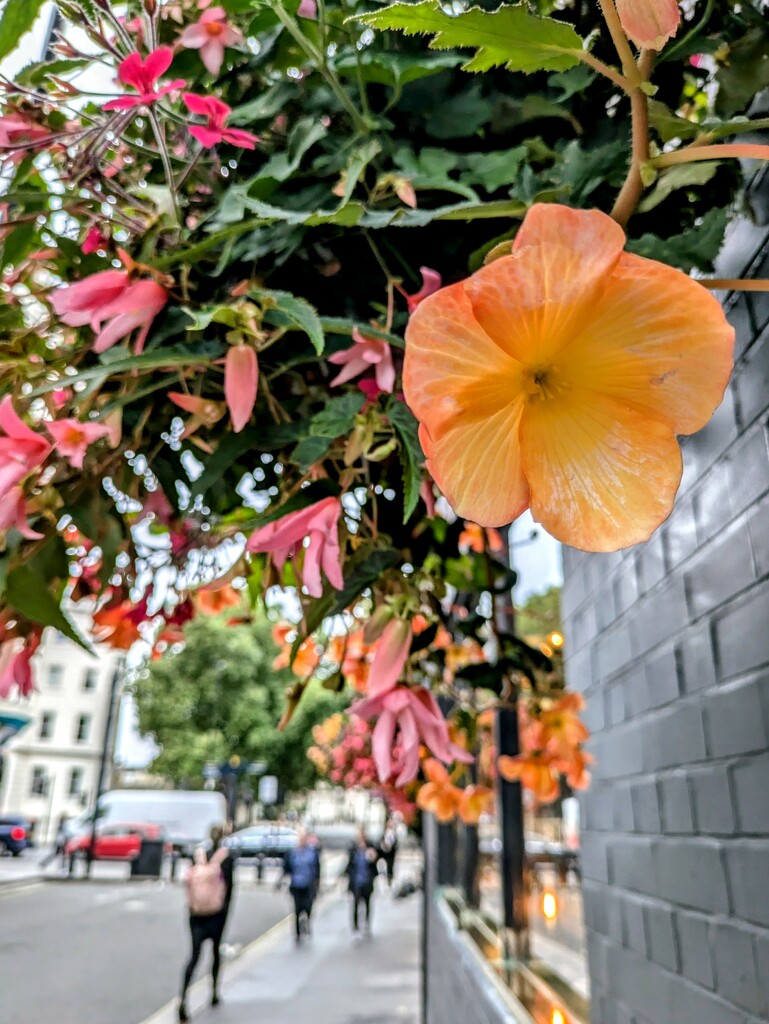 Hanging basket  by boxplayer