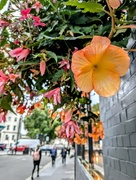 10th Sep 2024 - Hanging basket 