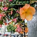 Hanging basket 