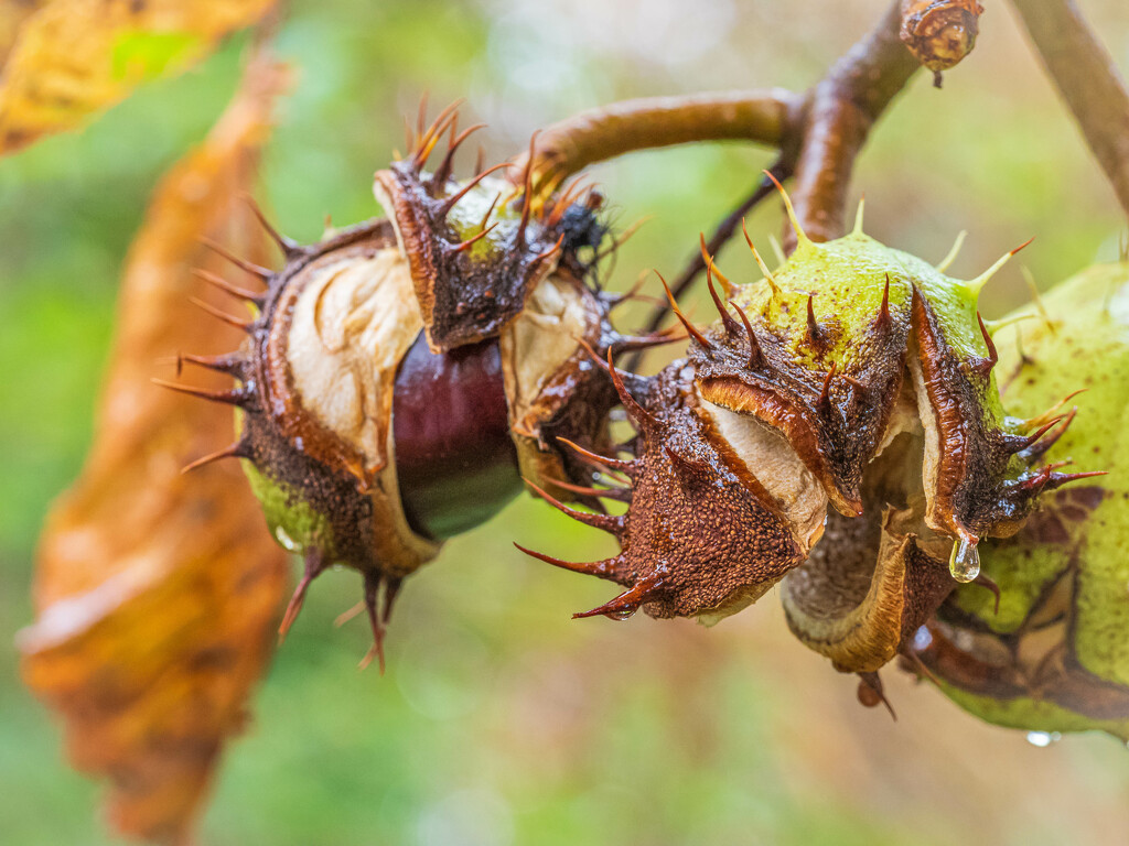 An autumn by haskar