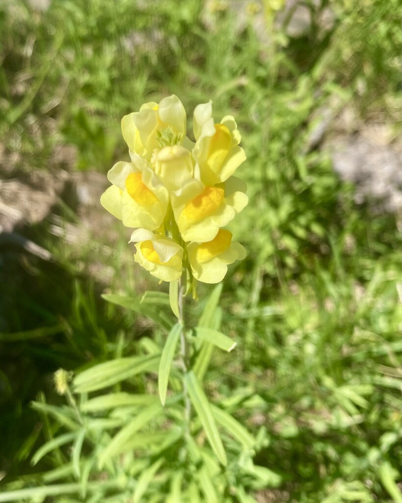 Yellow toadflax  by mtb24