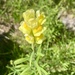 Yellow toadflax  by mtb24