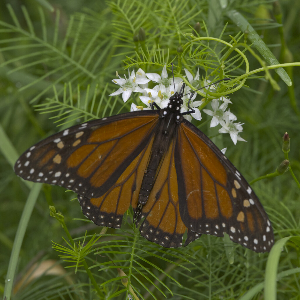 Male Monarch on Chives by peachfront