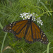 Male Monarch on Chives