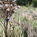 A snail on some ragwort