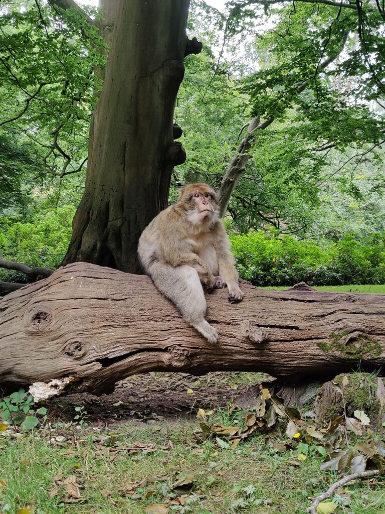 Monkey Forest by roachling