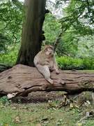 4th Sep 2024 - Monkey Forest