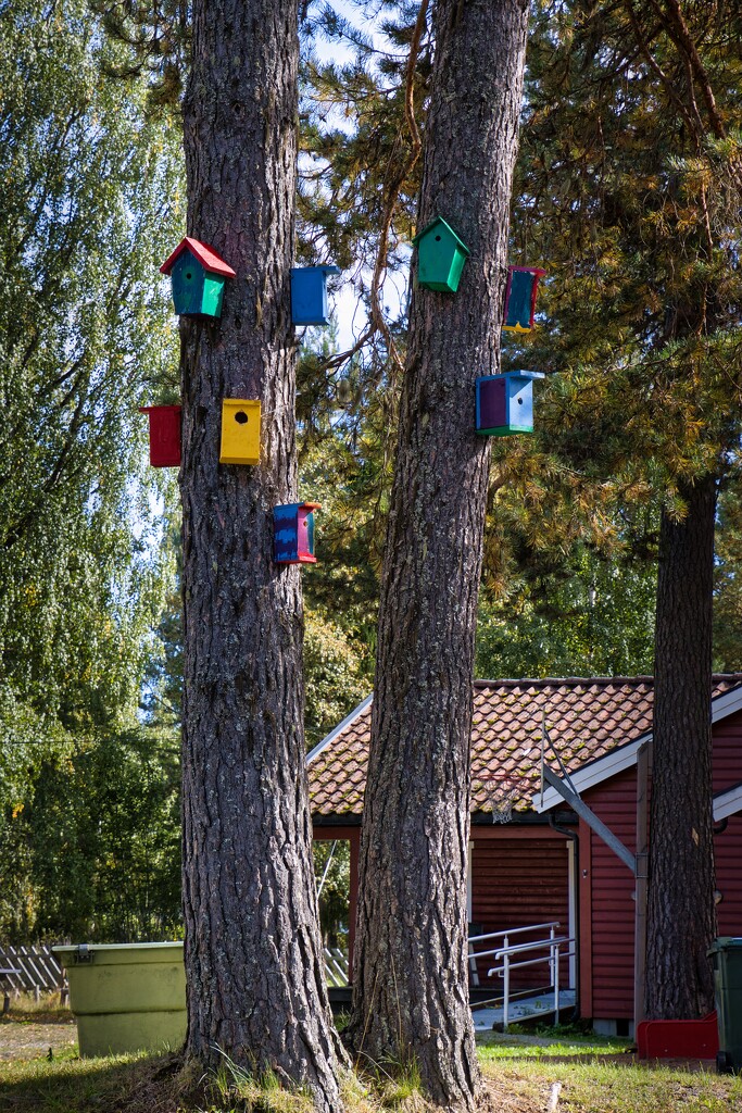 Bird houses by okvalle