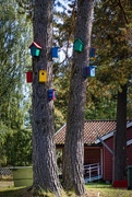 10th Sep 2024 - Bird houses