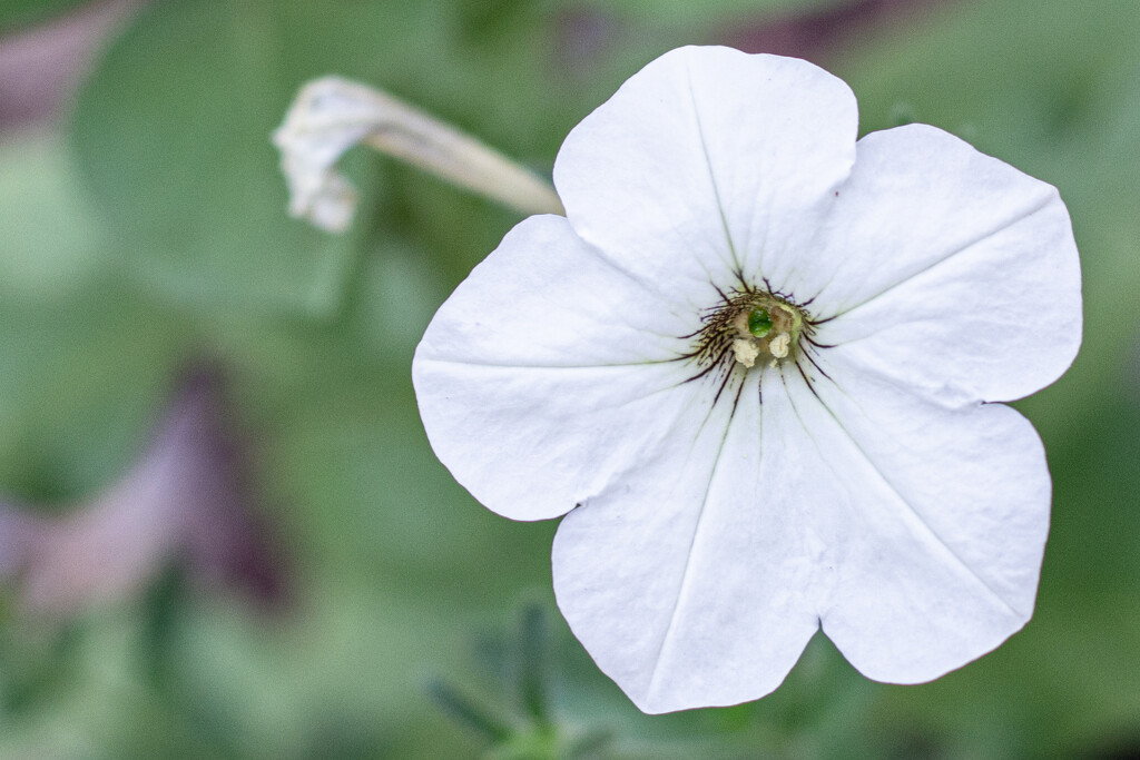 White Petunia... by thewatersphotos