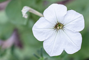 9th Sep 2024 - White Petunia...