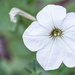 White Petunia...