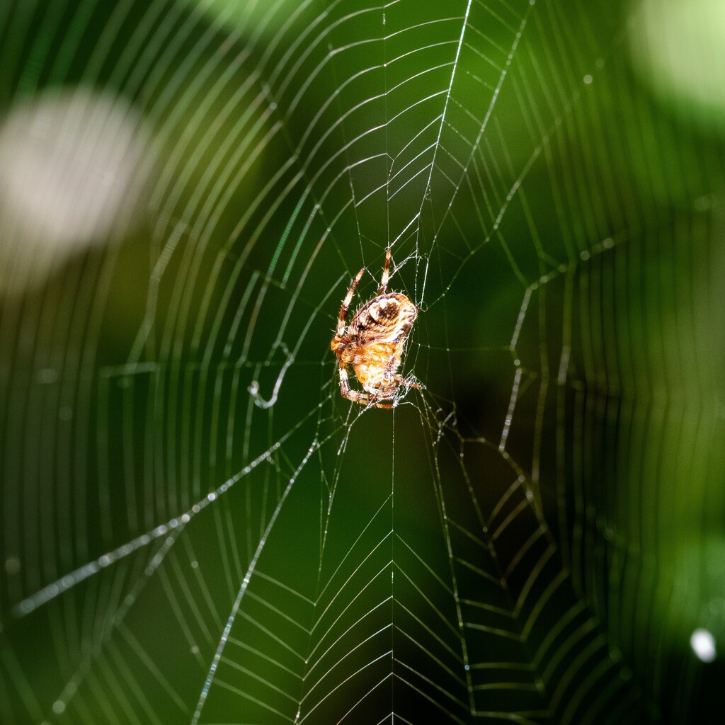 Spider season by anncooke76