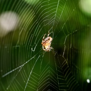 10th Sep 2024 - Spider season