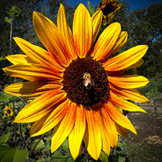 10th Sep 2024 - Sunflower #2