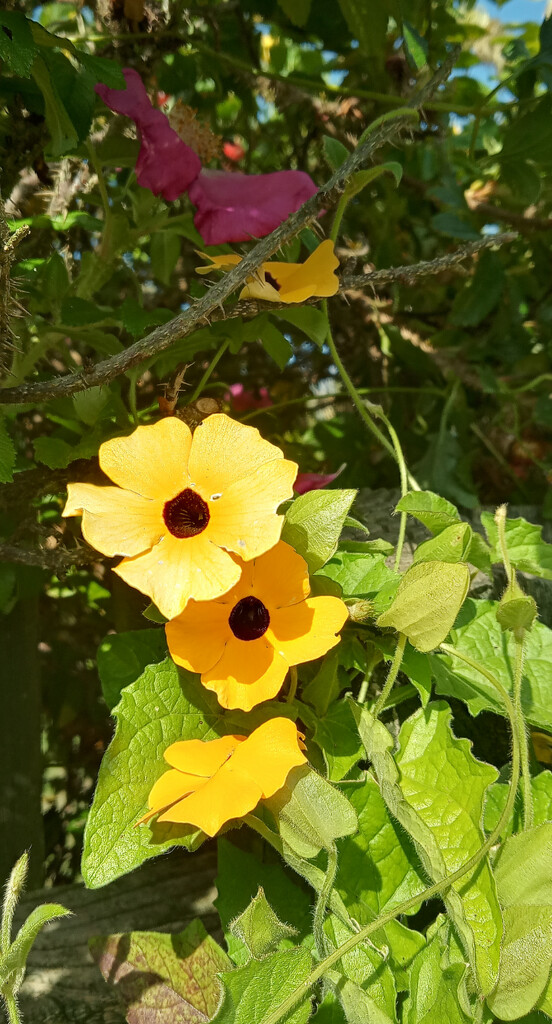 Black eyed Susans by 365projectorgjoworboys