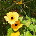 Black eyed Susans