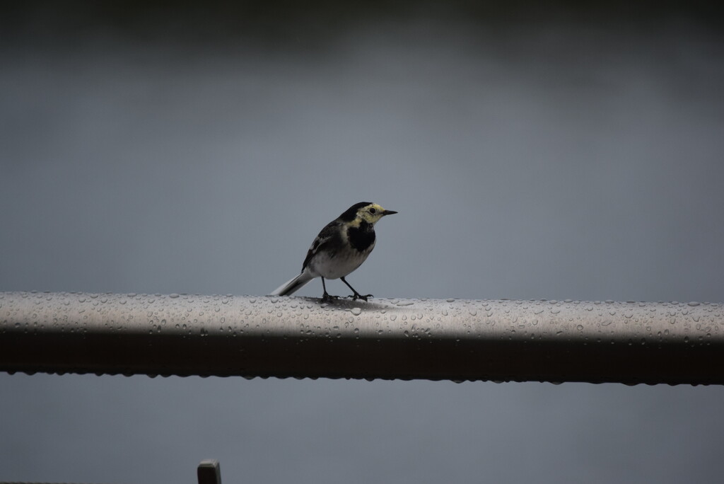 Wagtail by dragey74