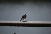 10th Sep 2024 - Wagtail