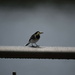 Wagtail