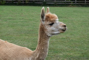 9th Sep 2024 - Alpaca