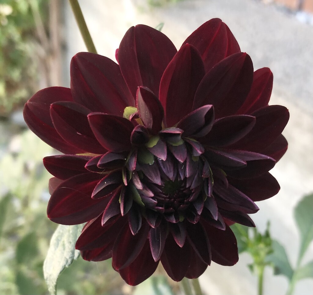 Purple Dahlia  by dailypix