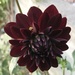 Purple Dahlia 