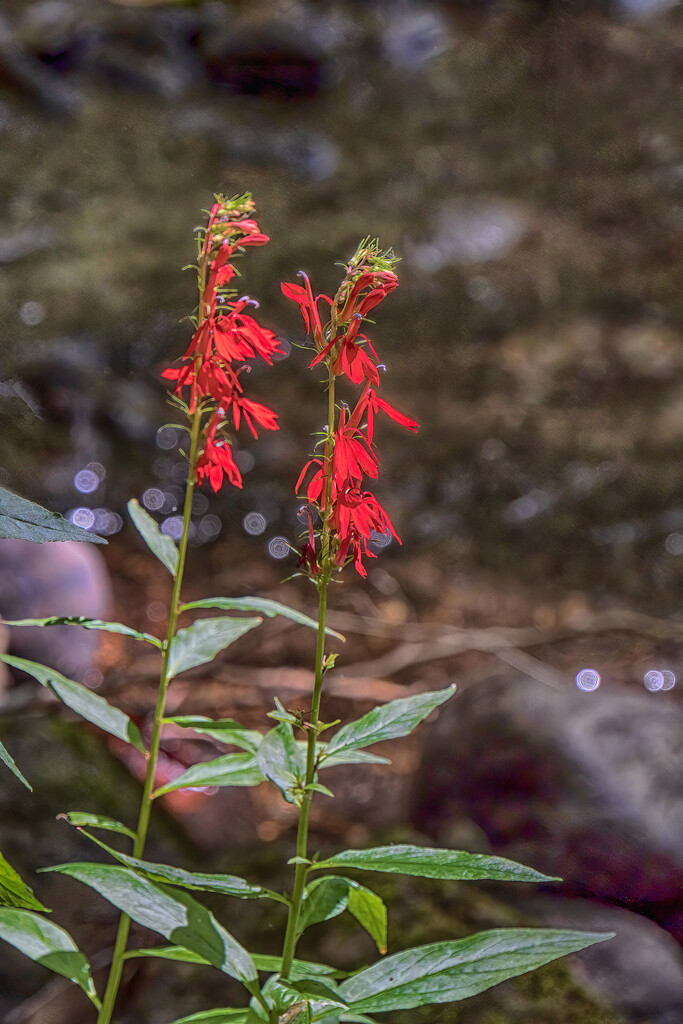 Cardinal Flower by k9photo