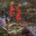 Cardinal Flower by k9photo