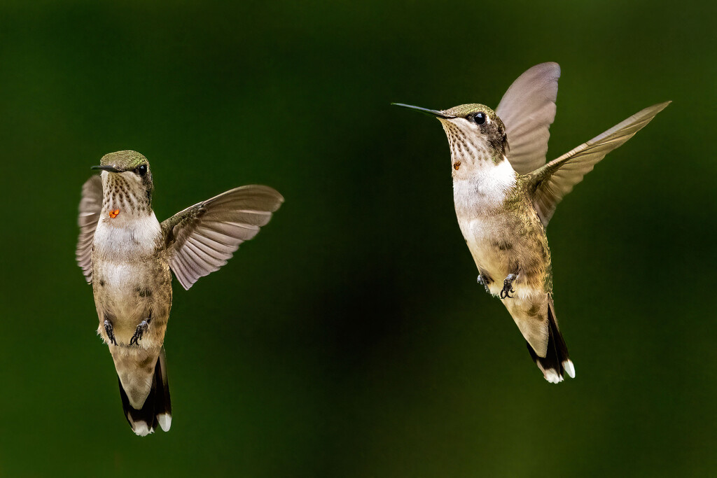 Hummingbird Throat Markings by kvphoto