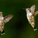 Hummingbird Throat Markings by kvphoto