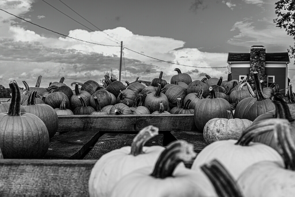 Pumpkin cart by darchibald