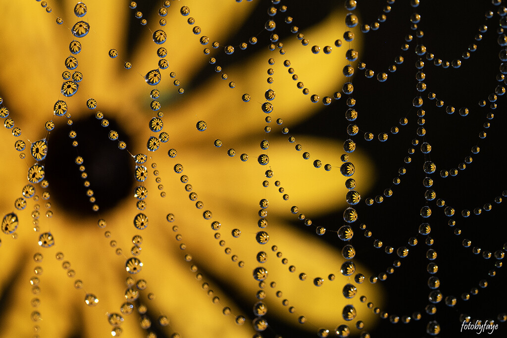 Spider Web and the morning dew by fayefaye