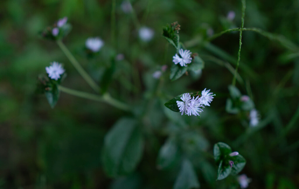 So delicate by randystreat